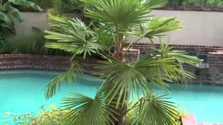 Roberta's 1-pc Hardy Chinese Windmill Palm Tree with Fertilizer on QVC