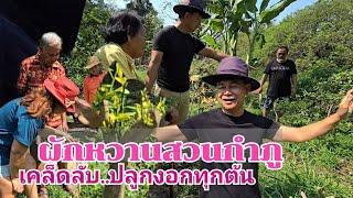 เปิดเคล็ดลับผักหวานสวนกำภู งอกทุกต้น #บ้านสวนกำภูEp1288