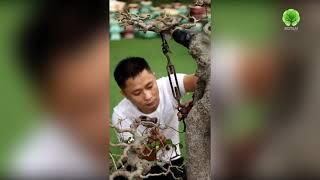 Một cây bonsai sếu khủng được tạo dáng theo lối Lĩnh Nam│Celtis occidentalis bonsai by Lingnan style