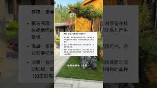 院子菜地变成鸟儿的自主餐厅了，专家建议养猫：？真的吗！#猫咪 #铲屎官 #猫主子 #七宝小圆子