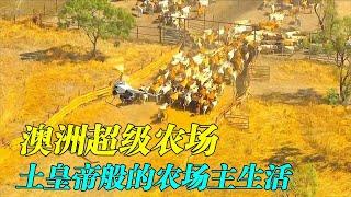 拥有5200平方公里农场的澳洲农民，用3架直升机照顾自家八万头牛