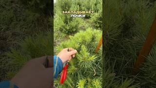 «ПРИЩИПНИТЕ» МЕНЯ! Секрет главного агронома