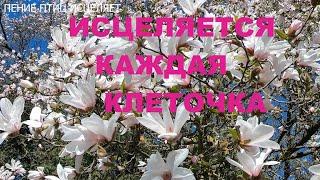ПЕНИЕ ПТИЦ ВЫСОКОВИБРАЦИОННОЕ.ИСЦЕЛЯЕТСЯ КАЖДАЯ КЛЕТОЧКА ОРГАНИЗМА.СЛУШАТЬ ПТИЦ НУЖНО КАЖДЫЙ ДЕНЬ.