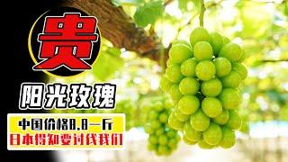 日本500一斤的陽光玫瑰，咱們只要8.8，日本得知後要“控告”我們【小馬哥知識局】