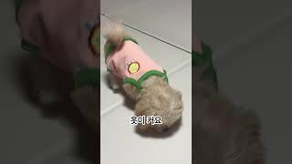 옷이 큰 말티푸 #강아지 #puppy #말티푸 #maltipoo #강아지일상