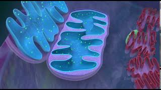 Mitochondria - the powerhouse of the cell / 3D animated