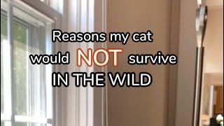 Reasons My Cat Would Not Survive In The Wild