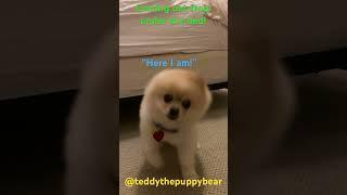 Where’s Teddy Bear? #cute #puppy #dog #pomeranian #adorable #fun