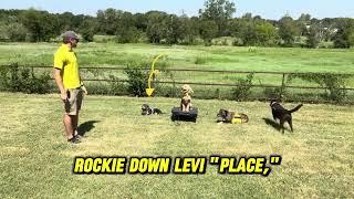 Austin Dog Training - "Place" Command Proofing - Tip Top K9