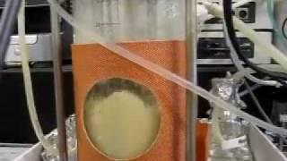Fermentation
