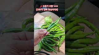 #희귀영상 #웃긴영상 #이명화 #랄랄 #유난이다 (엄마가 짓는 농사..  근디 고추가 2개씩이나 홍어인가? ㅎㅎ)