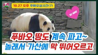 10.27 오후(7) 푸바오 땅을 왜 파는지 아시나요?또 엄청 놀래서 가산위로 뛰어올랐어요 #푸바오근황 #푸바오실시간 #fubao #푸바오 # panda #福宝 #푸둥푸둥