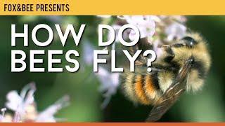 How Do Bees Fly?