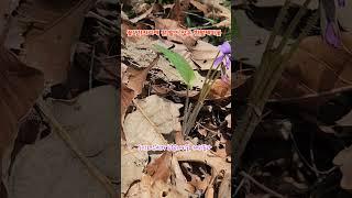 #등산로주변의제비꽃 #흰털제비꽃