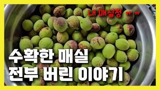수확까지한 매실 왜 버려야만했을까? / 매실농사 실패담 / 매실병충해