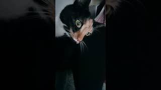 #adorablecats #trending #catshorts #viralcat #fyp #catcompilationvideos