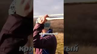 Странная технология метания копья