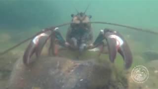 A UK invader, the Signal Crayfish - Salmon & Trout Conservation