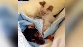 VPS Entertainment || funny clip