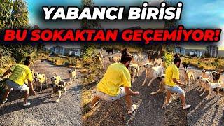 SOKAK KÖPEKLERİ YÜZÜNDEN YABANCI KİMSENİN GEÇEMEDİĞİ SOKAKTAN GEÇTİM! (20 Tane Köpek Bana Saldırdı)