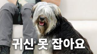 앞이 안 보이니깤! | 견종백과 삽살개편