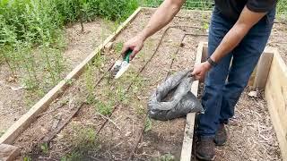 Biochar seed coating and cover crops in the garden, High Plains Biochar