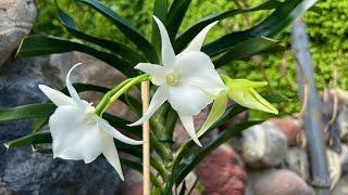 Angraecum Veitchii ? Angraecum Lady Lisa ? ️Цветение 2022. И новая орхидея в коллекции.