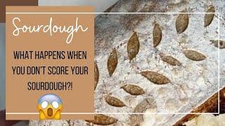 Double Batch Sourdough Recipe | Scored Vs. Not Scored showdown!