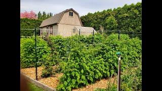 Collie And The Gardener Full Tour. All that we have started & future plans! #homestead #chickencoop