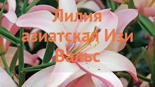 Лилия азиатская Изи Вальс (lilium asiatic easy waltz)  обзор: как сажать, луковицы лилии Изи Вальс