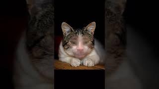 Miauchen Miauchen