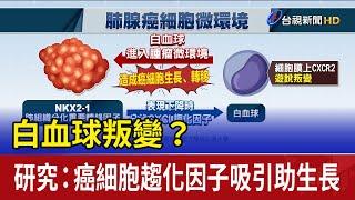 白血球叛變？ 研究：癌細胞趨化因子吸引助生長