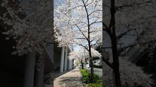 Sakura in Nagoya