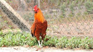 Tiếng Gà Gáy Buổi Sáng Ở Quê Tôi/ The sound of chicken crowing in the morning in my hometown