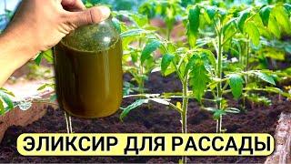 Рассаду не узнать от ЭТОЙ ПОДКОРМКИ. Полейте ПОМИДОРЫ, через 2 дня они вас УДИВЯТ! Подкормка томатов