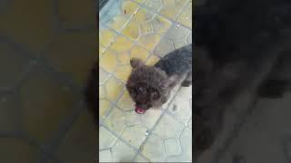 No Dog!: Patty meets Dog