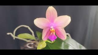 Phal. Sweet Memory 'Liodoro' - Betty Ward birthday wishes 