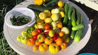 Today’s Harvest From Tiny Urban Farm