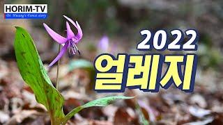 2022 얼레지, 숲 전문 HORIM-TV