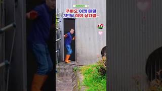푸바오 후사육사님 오후청소와 죽순간식 #푸바오실시간 #푸바오근황 #푸바오실시간 #판다월드 #에버랜드 #아이바오 #러바오 #루이바오 #후이바오 #강바오 #송바오