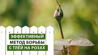 БОРЕМСЯ С ТЛЕЙ НА РОЗАХ | эффективный метод борьбы с тлей