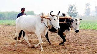 Bull powered field levelling | land levelling with bulls | Bull powered village life in punjab