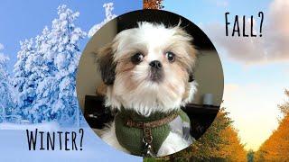 Winter or Fall? | 16 weeks old Shih Tzu