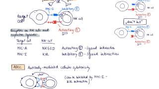 Brandl's Basics: The NK cell