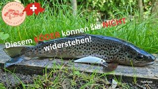 WILDE Bachforellen - Bern Schweiz | FishFizzle