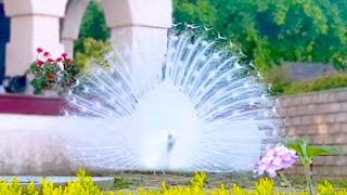 15 Most Beautiful Peacocks in the World