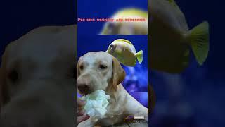 "Labs Love ASMR! Unbelievable VFX Labrador Experience - #DogLover Must Watch!"