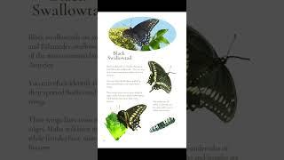 Butterfly Book for Sale