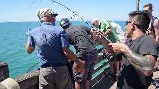 Sharkys fishing pier Venice fl