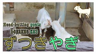 【１駅分の癒し】【4K】ずつきやぎ　Бодние коз Head-butting goats